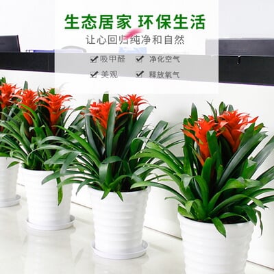 三株凤梨 商品图 5